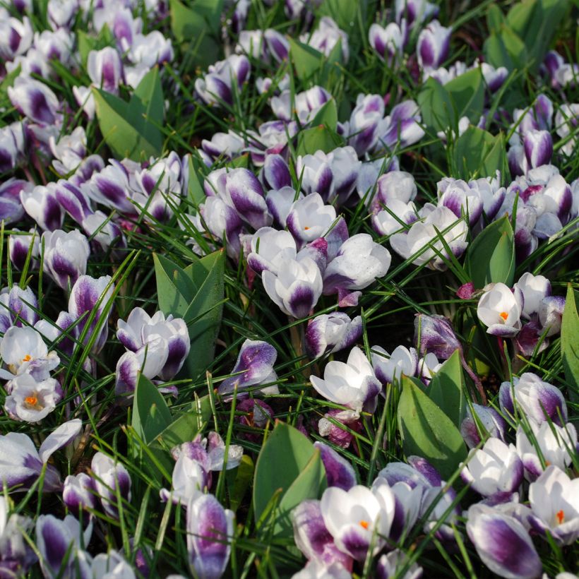 Crocus Prins Claus - Croco (Porto)