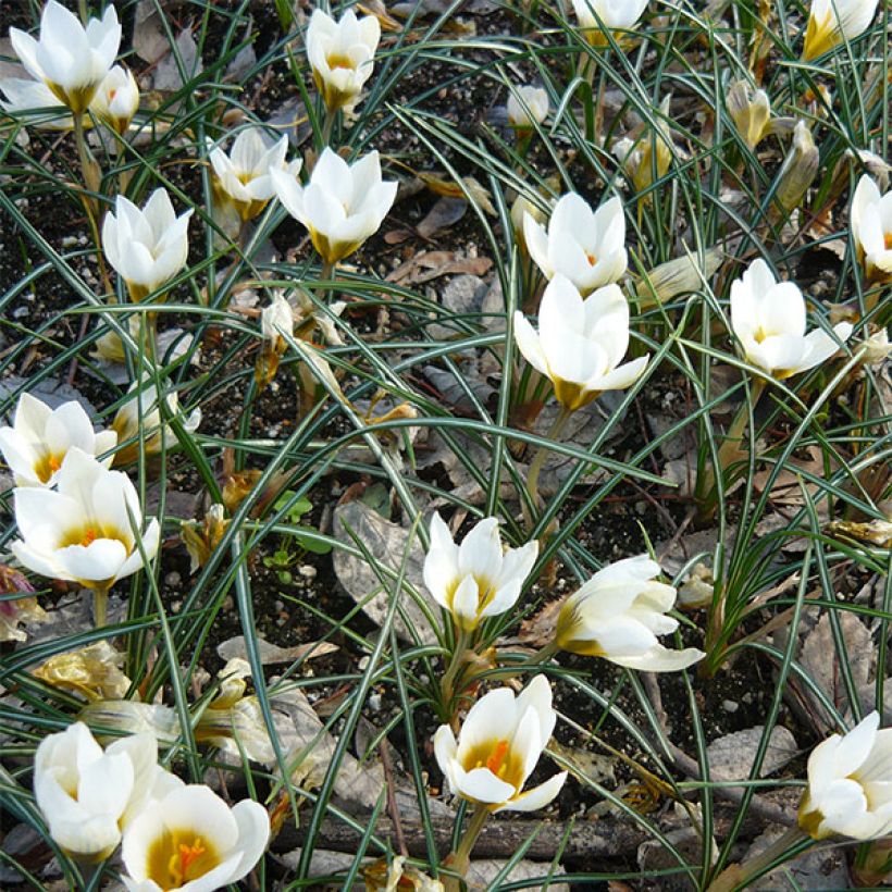 Crocus chrysanthus Snowbunting (Fioritura)