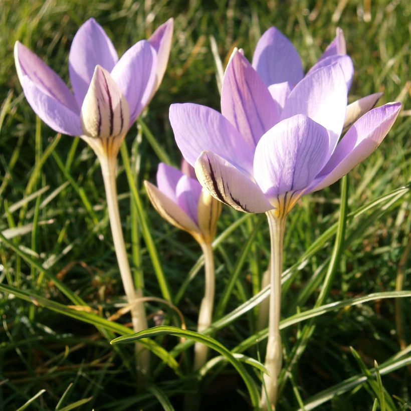 Crocus imperati De Jager - Zafferano d'Imperato (Fioritura)