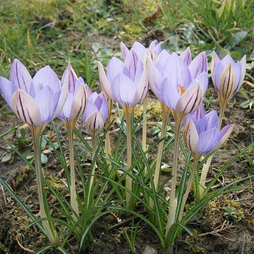 Crocus imperati De Jager - Zafferano d'Imperato (Porto)