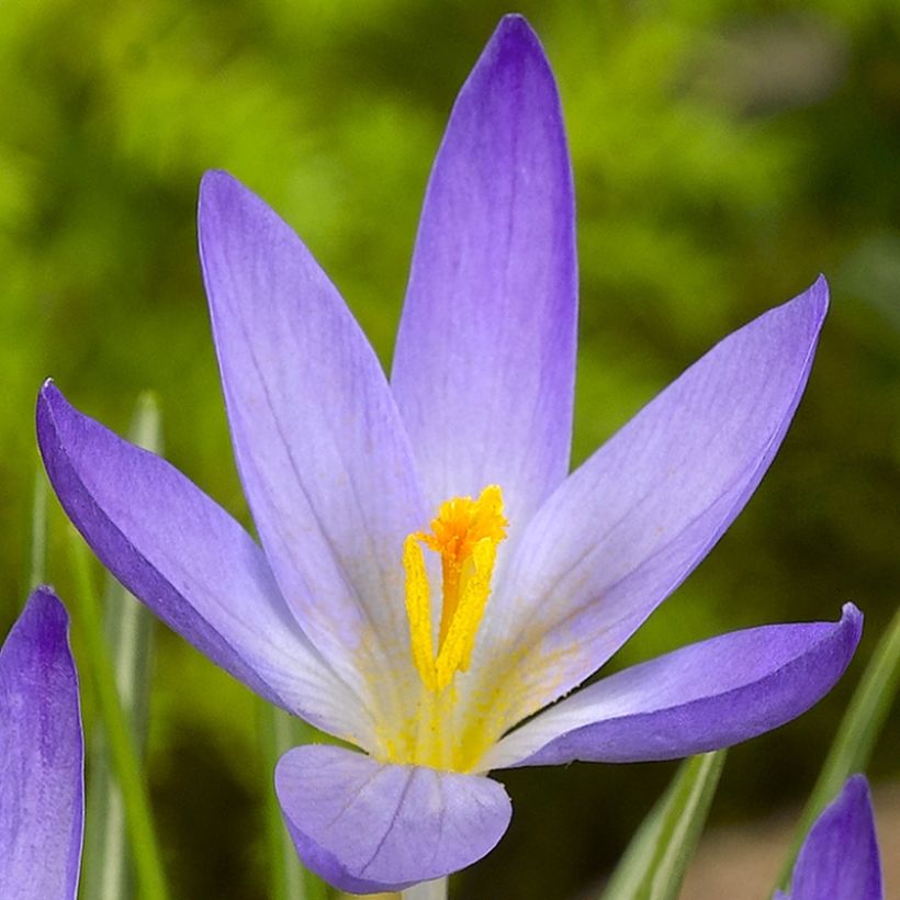 Crocus kosaninii April View (Fioritura)