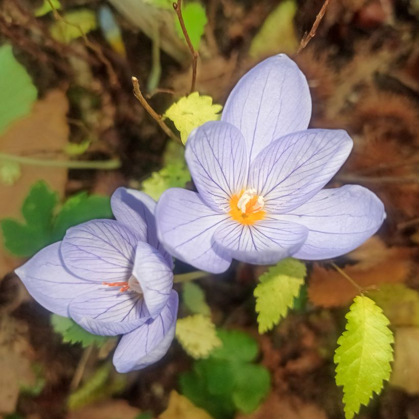 Crocus pulchellus (Fioritura)