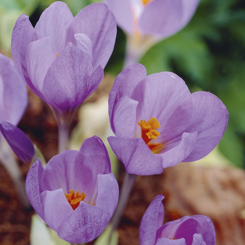 Crocus serotinus subsp. salzmannii (Fioritura)