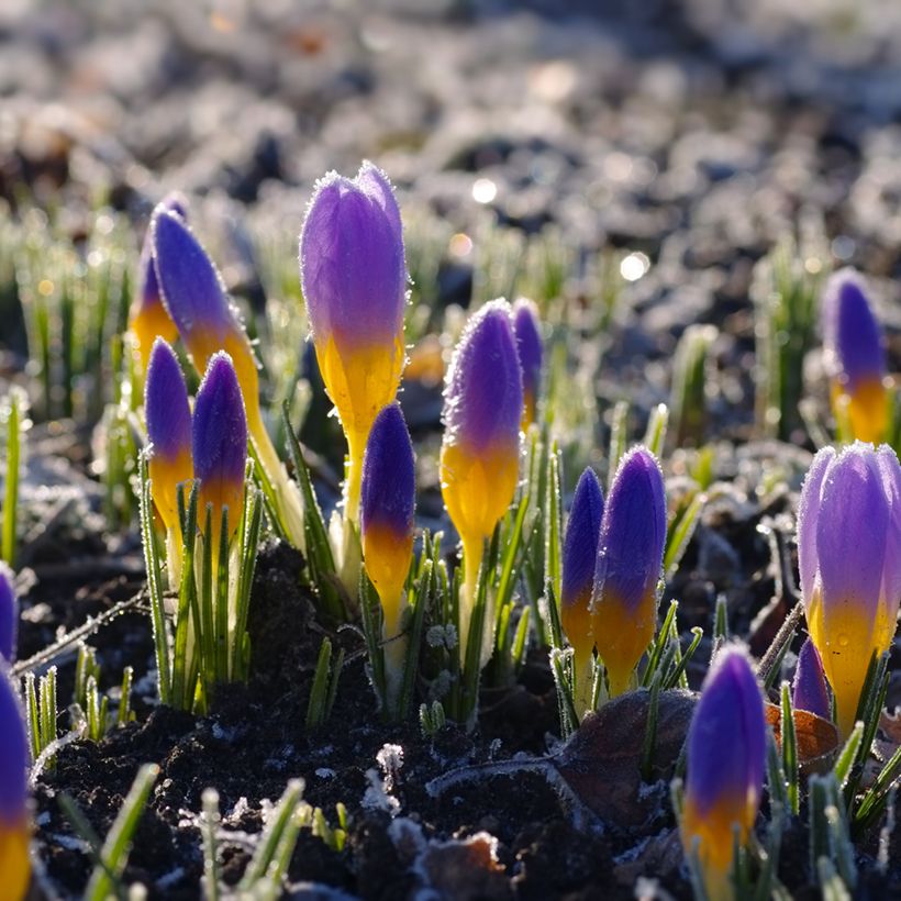 Crocus sieberi Firefly (Porto)