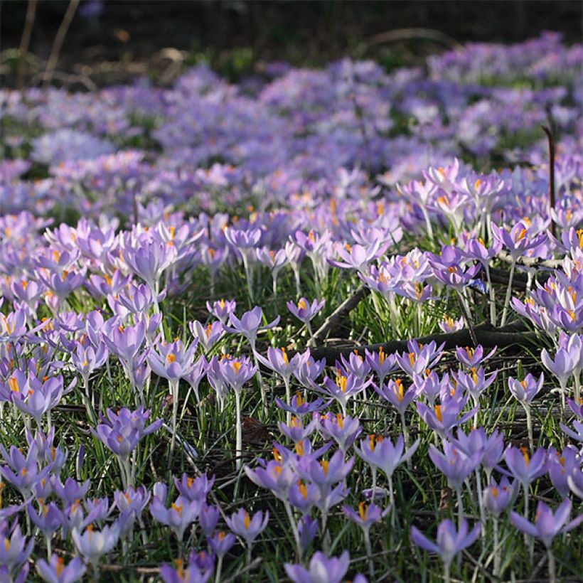 Crocus tommasinianus (Fioritura)