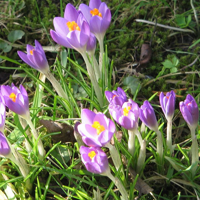 Crocus tommasinianus Barr's Purple (Fioritura)