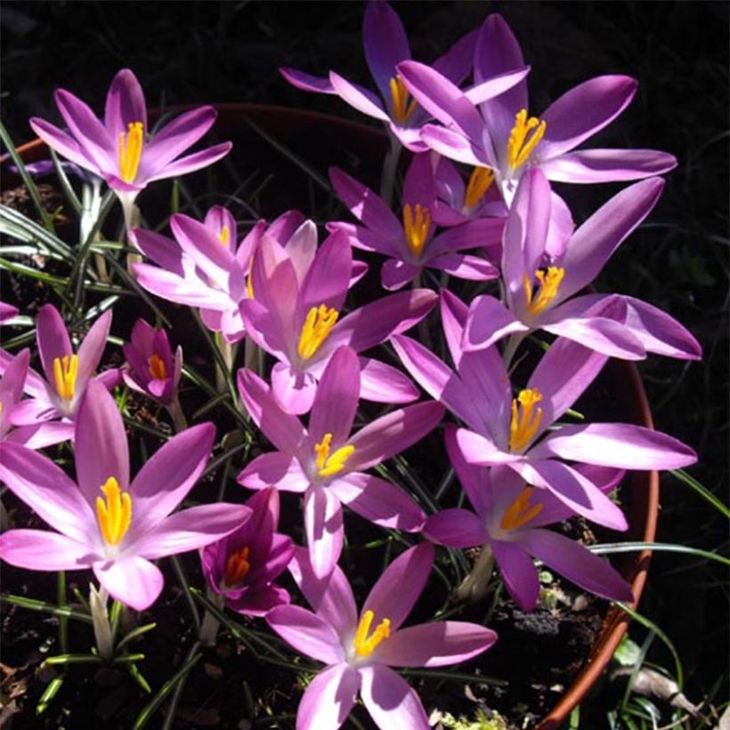 Crocus tommasinianus Roseus (Fioritura)