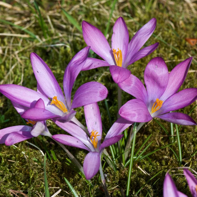 Crocus tommasinianus Roseus (Porto)