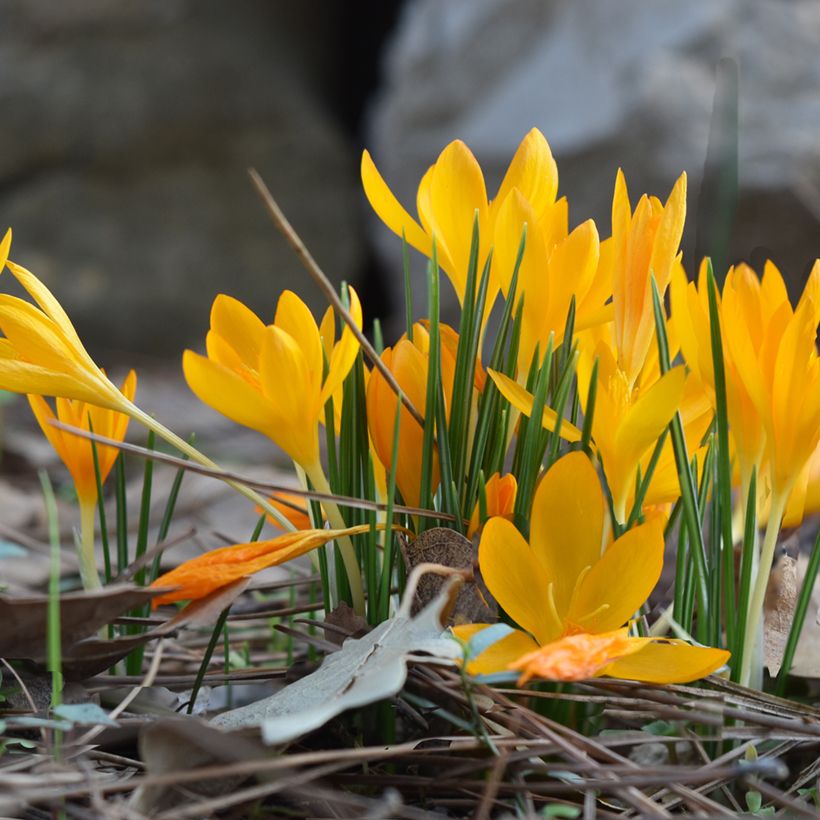 Crocus vitellinus - Croco (Porto)