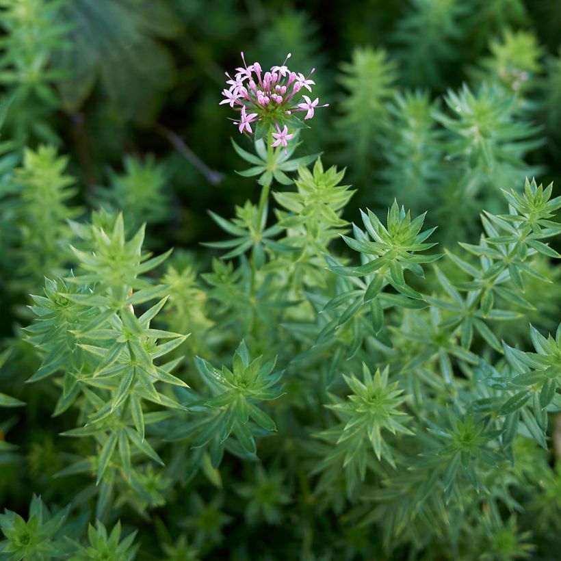 Phuopsis stylosa (Fogliame)