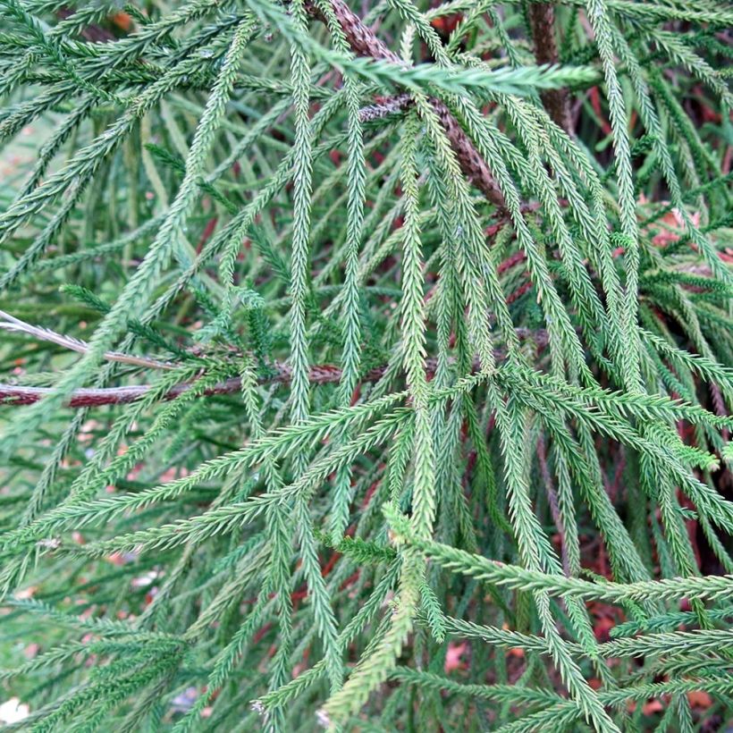 Cryptomeria japonica Araucarioides - Cedro del Giappone (Fogliame)