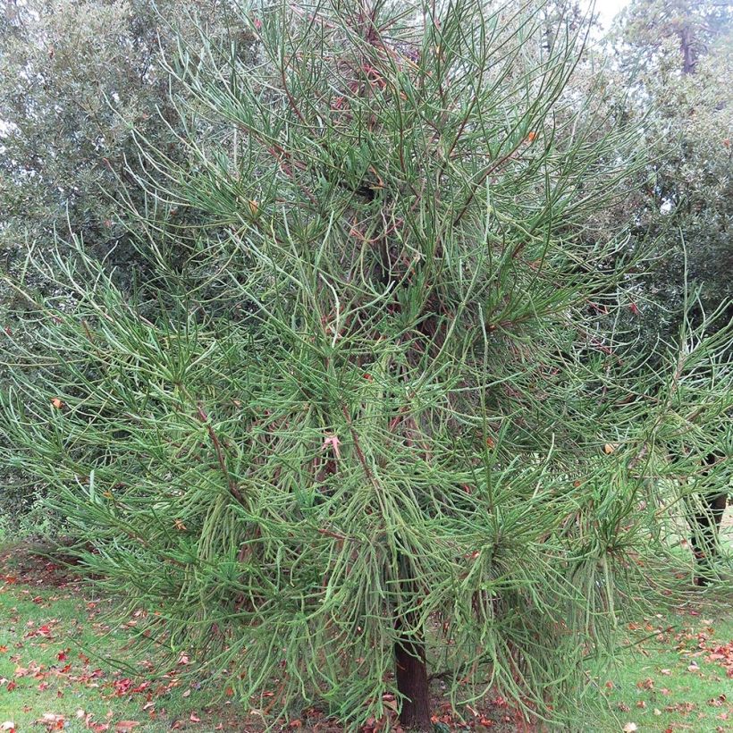 Cryptomeria japonica Araucarioides - Cedro del Giappone (Porto)