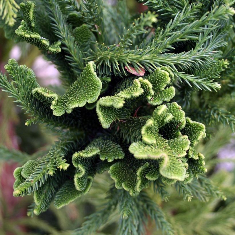 Cryptomeria japonica Cristata - Cedro del Giappone (Fogliame)