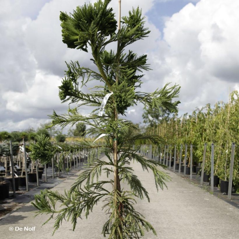 Cryptomeria japonica Cristata - Cedro del Giappone (Porto)