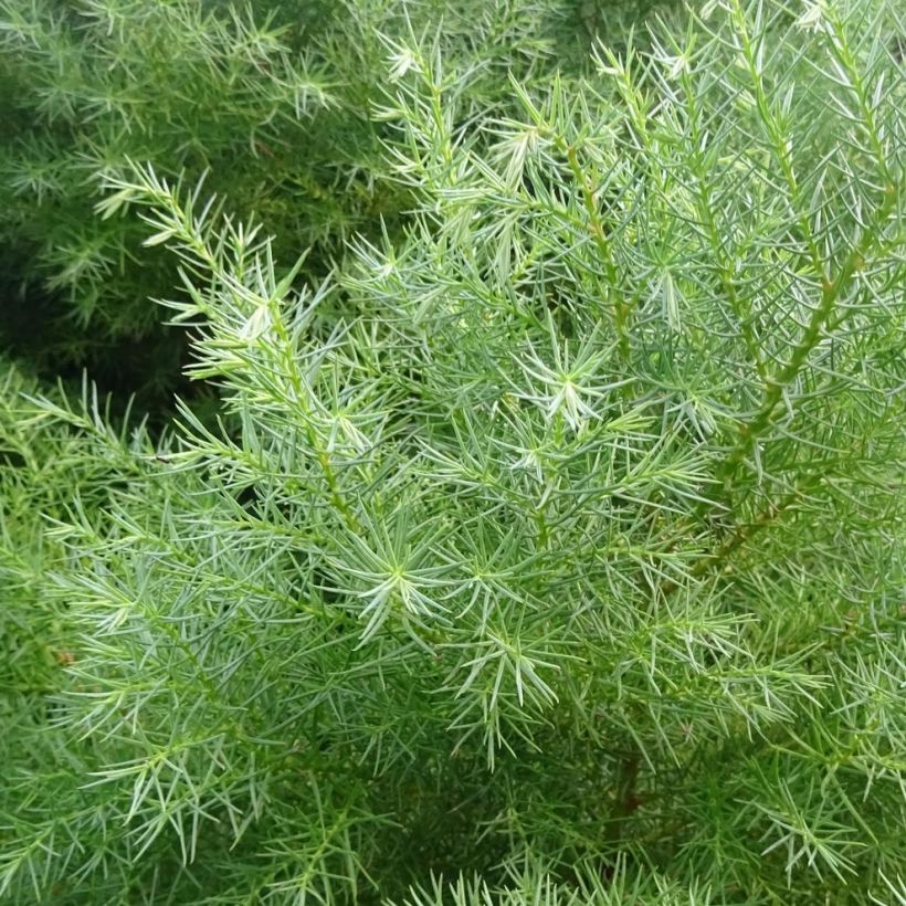 Cryptomeria japonica Elegans - Cedro del Giappone (Fogliame)