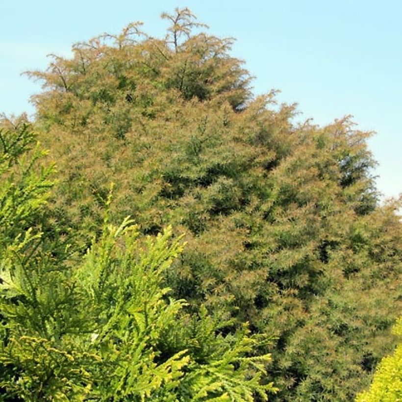 Cryptomeria japonica Elegans - Cedro del Giappone (Porto)