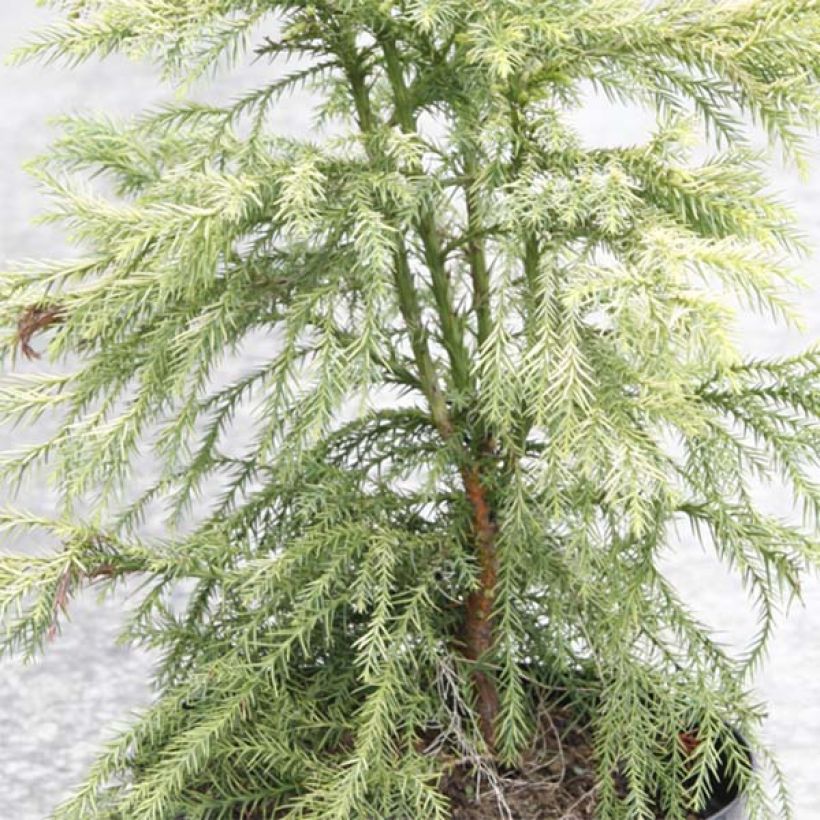 Cryptomeria japonica Sekkan Sugi - Cedro del Giappone (Fogliame)