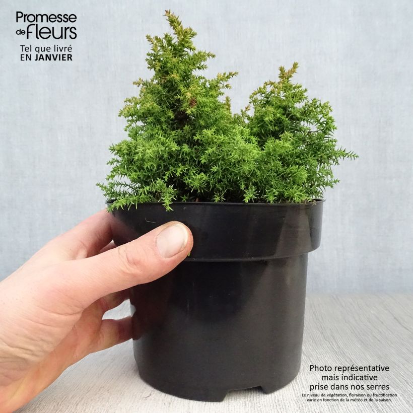 Cryptomeria japonica Twinkle Toes Pot de 2L/3L esemplare consegnato in inverno