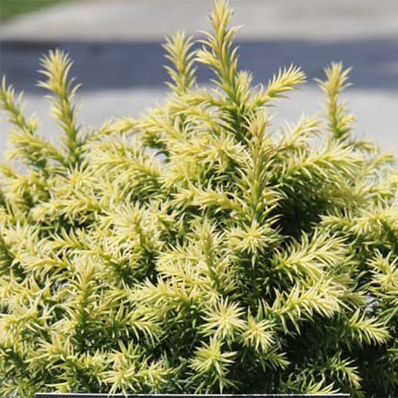 Cryptomeria japonica Vilmorin Gold - Cedro del Giappone (Fogliame)