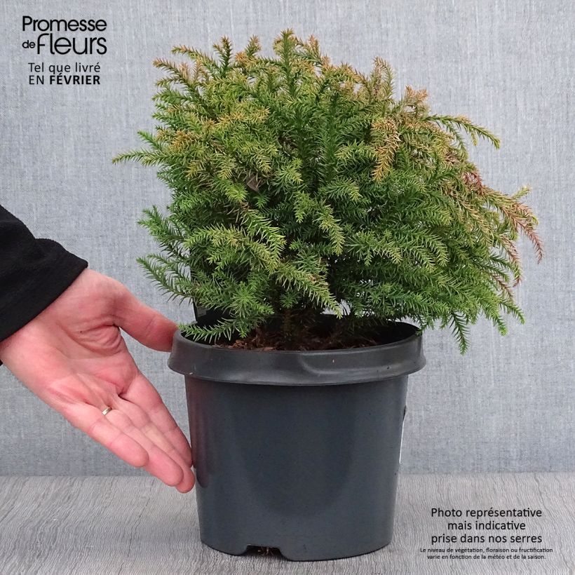 Cryptomeria japonica Vilmorin Gold Pot de 2L/3L esemplare consegnato in inverno