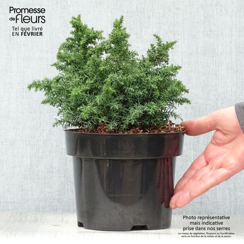 Cryptomeria japonica Yokohama Pot de 2L/3L esemplare consegnato in inverno