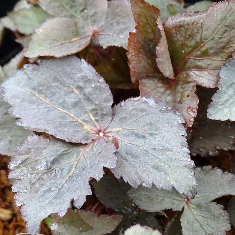 Cryptotaenia japonica f. atropurpurea - Prezzemolo giapponese (Fogliame)