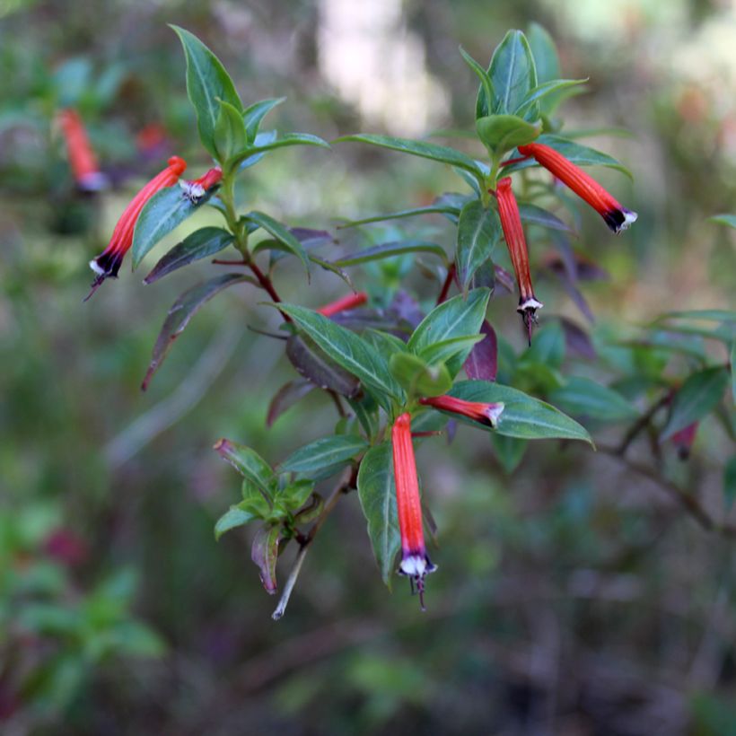 Cuphea ignea Scarlet - Fiore di sigaro (Fioritura)