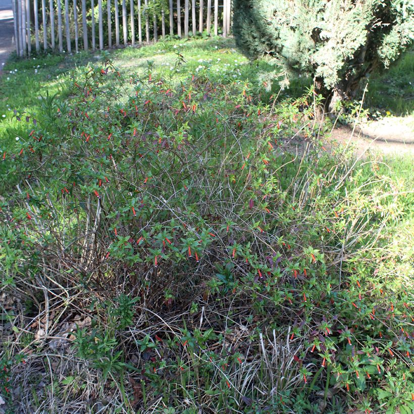 Cuphea ignea Scarlet - Fiore di sigaro (Porto)