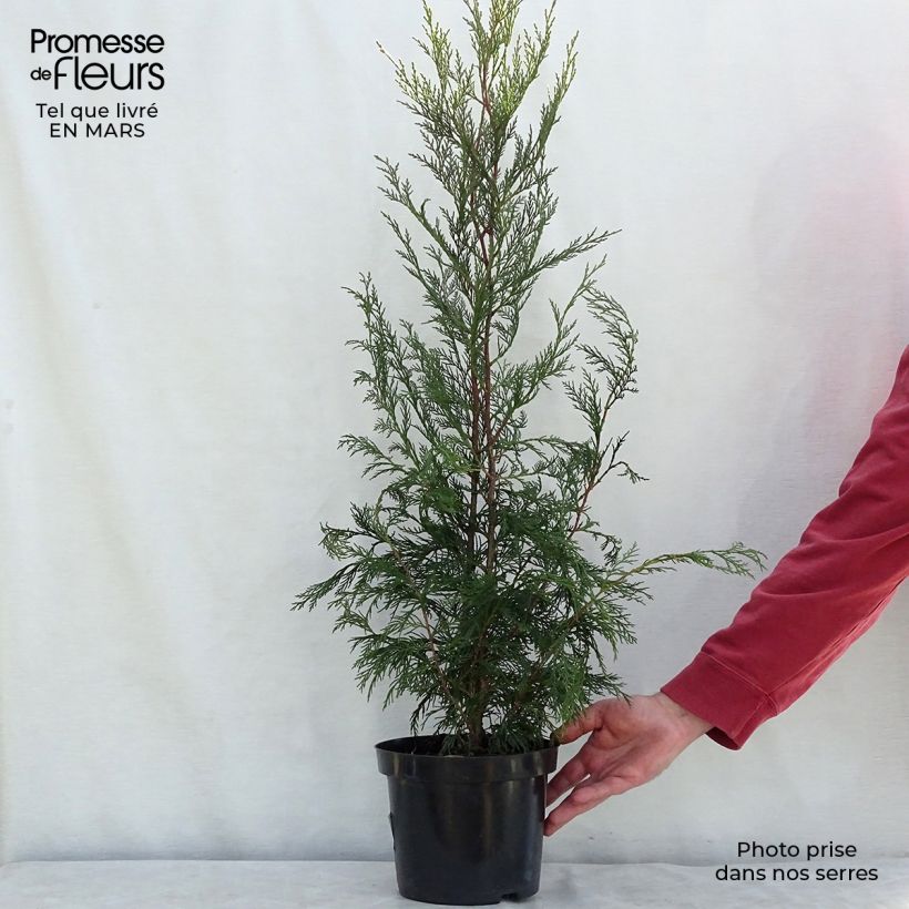 Cupressocyparis Leylandii 2001 pot de 4/5L esemplare consegnato in inverno