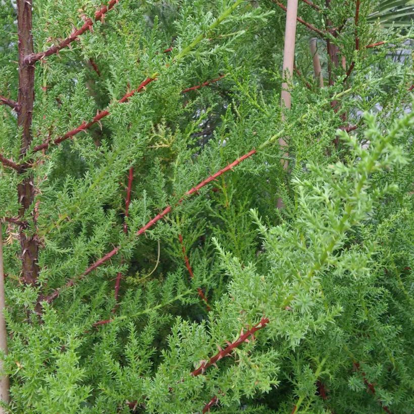 Cupressus macrocarpa (Fogliame)