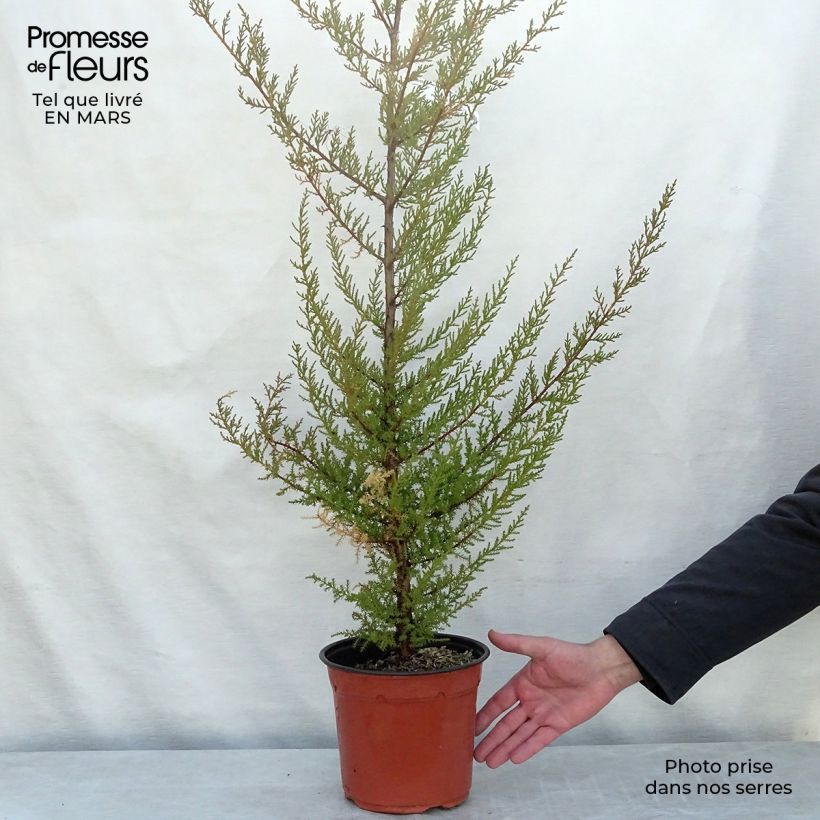 Cupressus macrocarpa - Cyprès de Lambert  Pot de 2L/3L esemplare consegnato in inverno