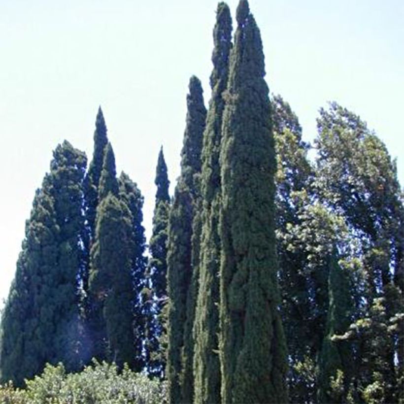 Cupressus sempervirens var. stricta Pyramidalis - Cipresso comune (Porto)