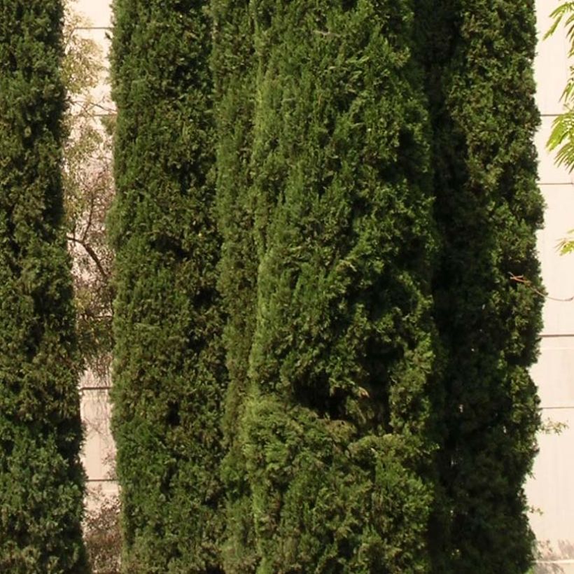 Cupressus sempervirens var. stricta - Cipresso comune (Fogliame)