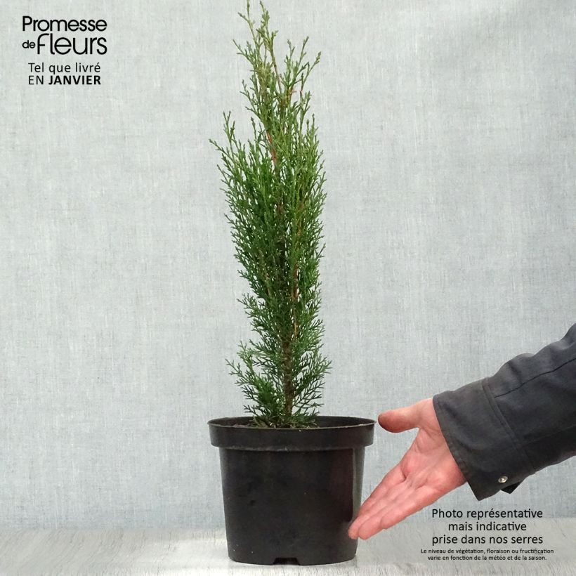 Cupressus sempervirens Totem - Cyprès de Florence en pot de 2/3L esemplare consegnato in inverno