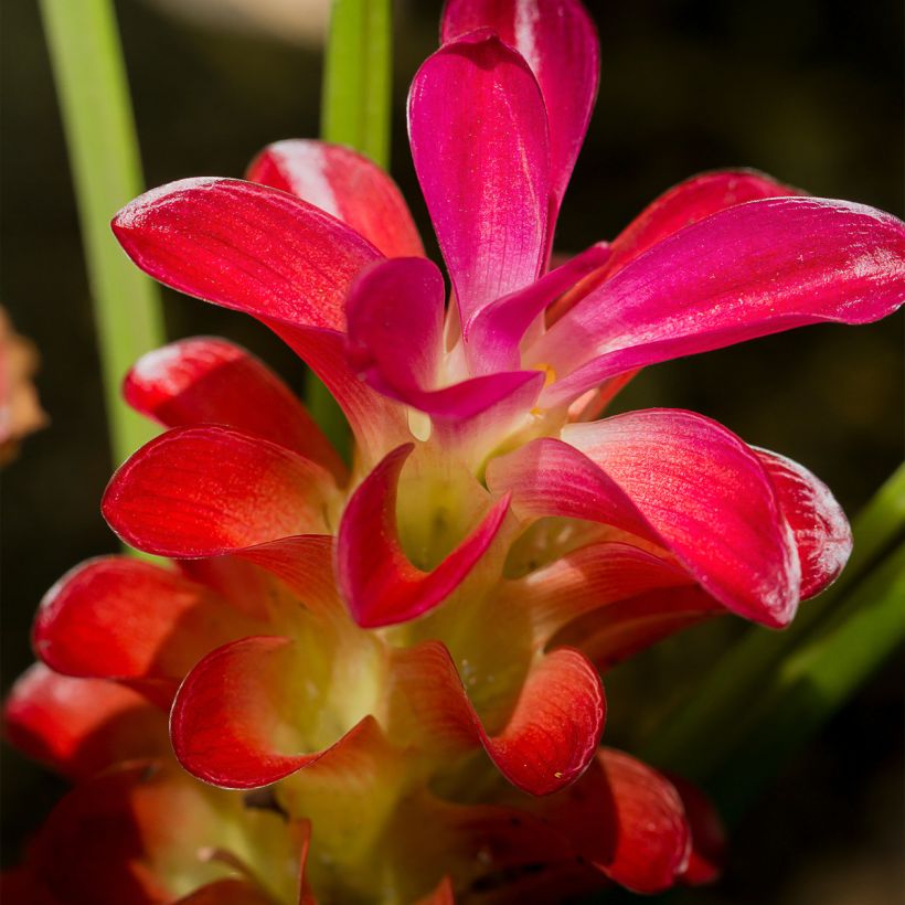 Curcuma alismatifolia Red (Fioritura)