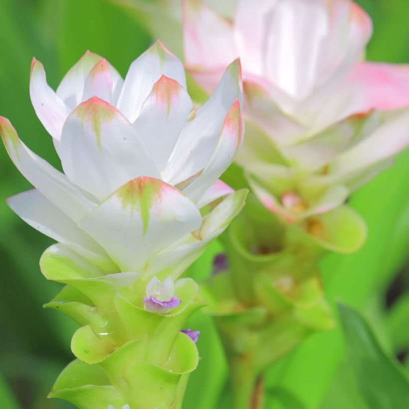 Curcuma alismatifolia White (Fioritura)