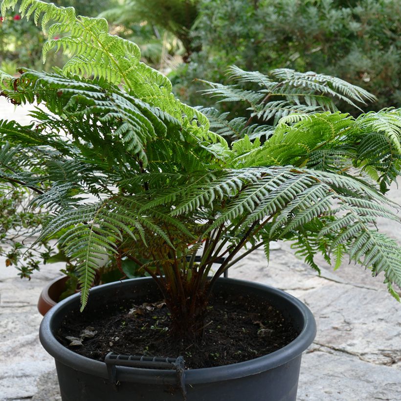 Cyathea australis - Felce arborea (Porto)