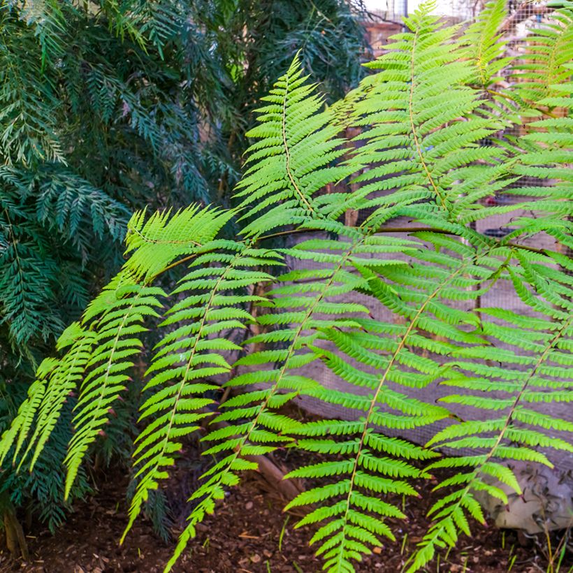 Cyathea australis - Felce arborea (Fogliame)