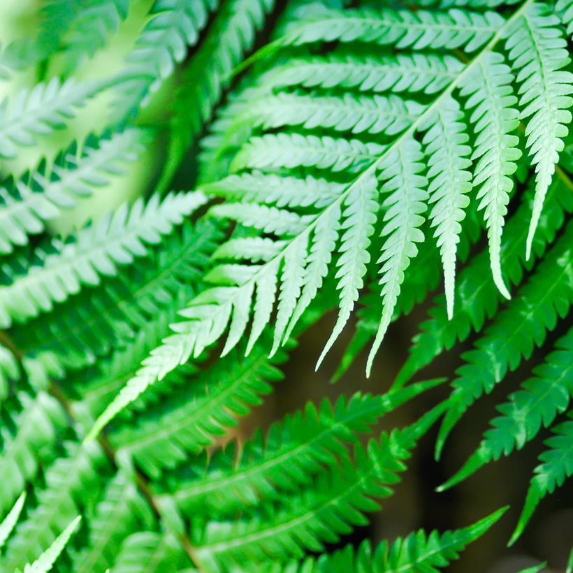 Cyathea brownii - Felce arborea (Fogliame)