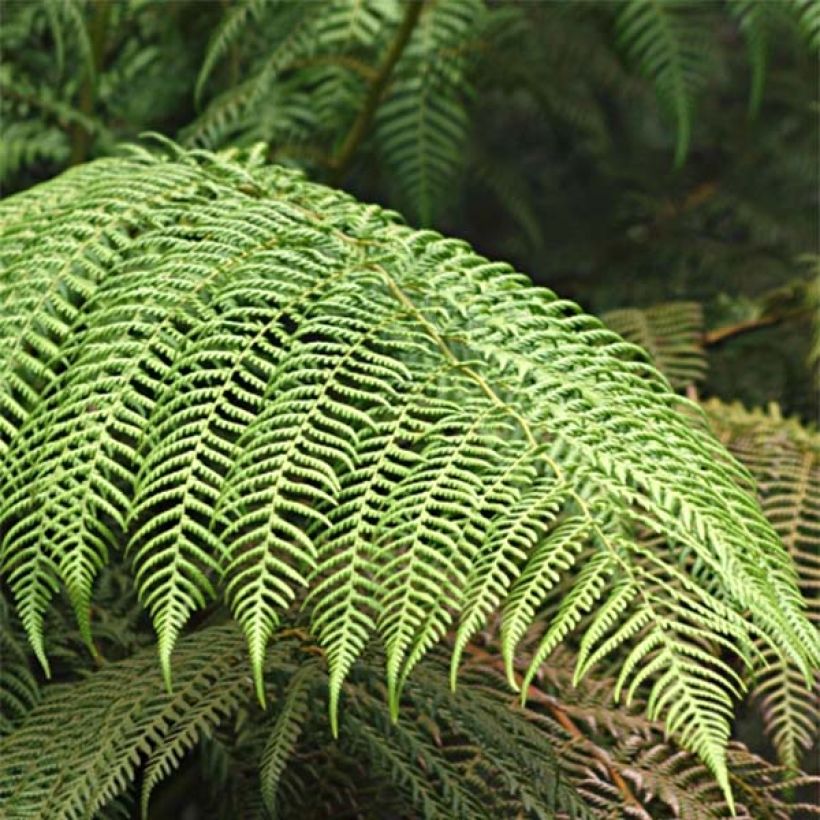 Cyathea cooperi - Felce arborea (Fogliame)