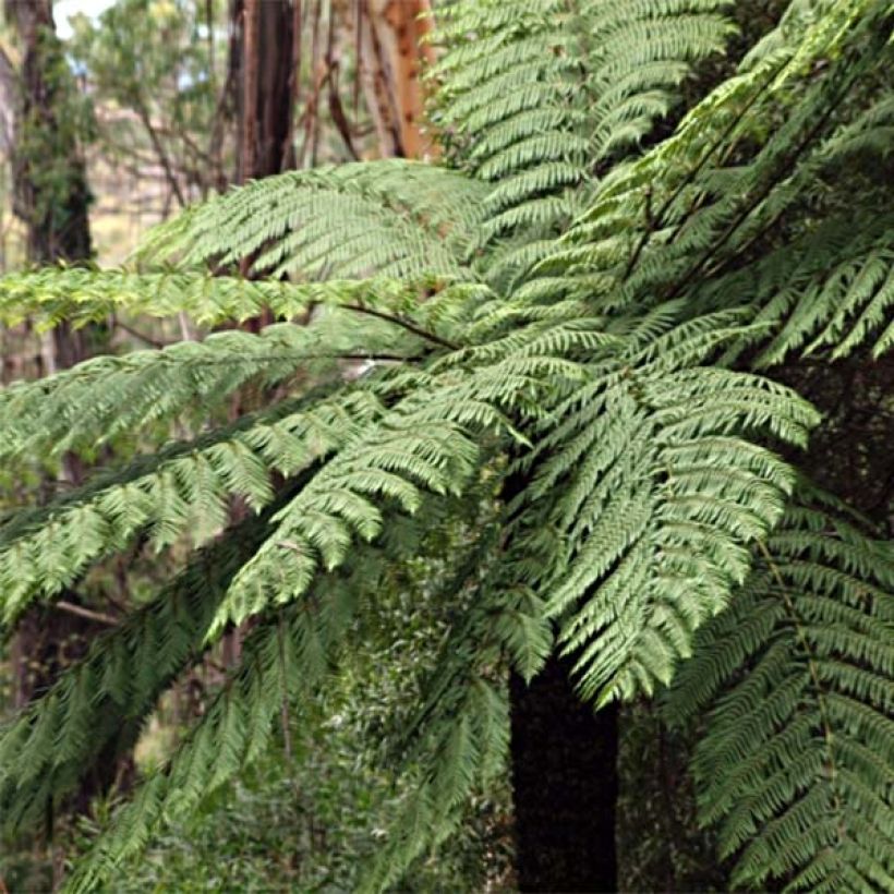 Cyathea cooperi - Felce arborea (Porto)