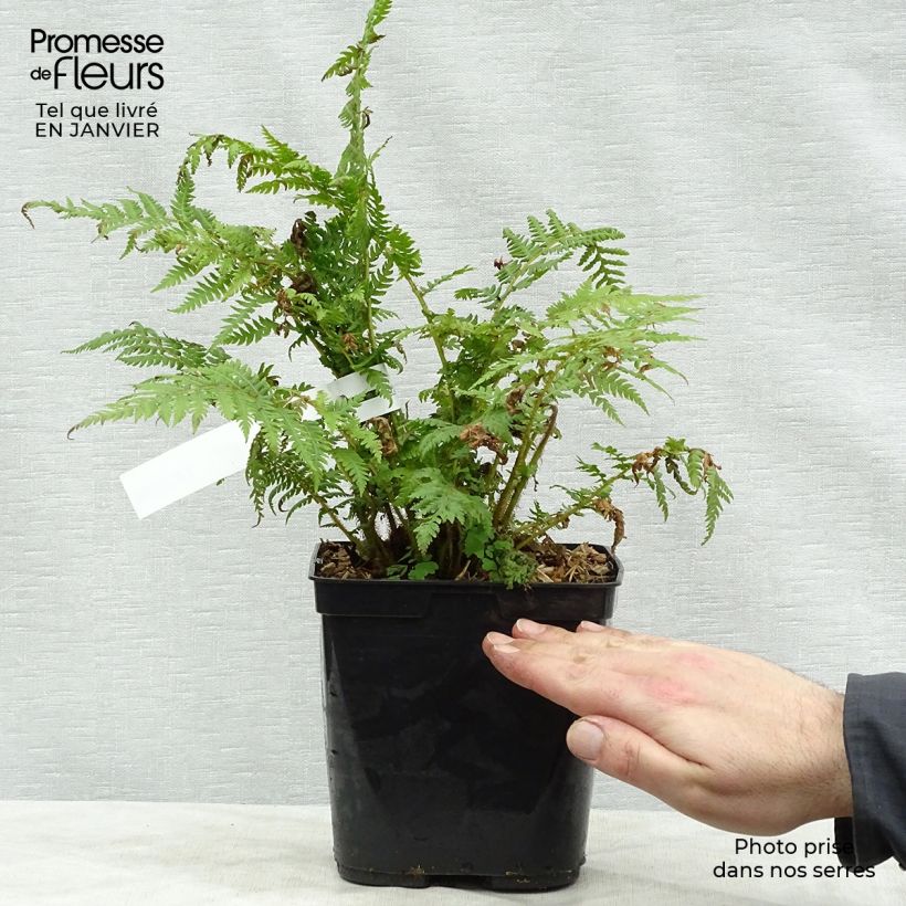 Cyathea cooperi - Fougère arborescente Pot de 2L/3L esemplare consegnato in inverno