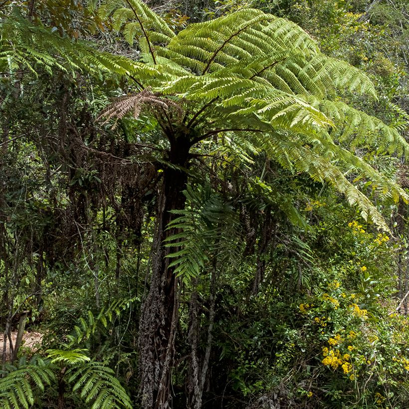 Cyathea lunulata - Felce arborea (Porto)