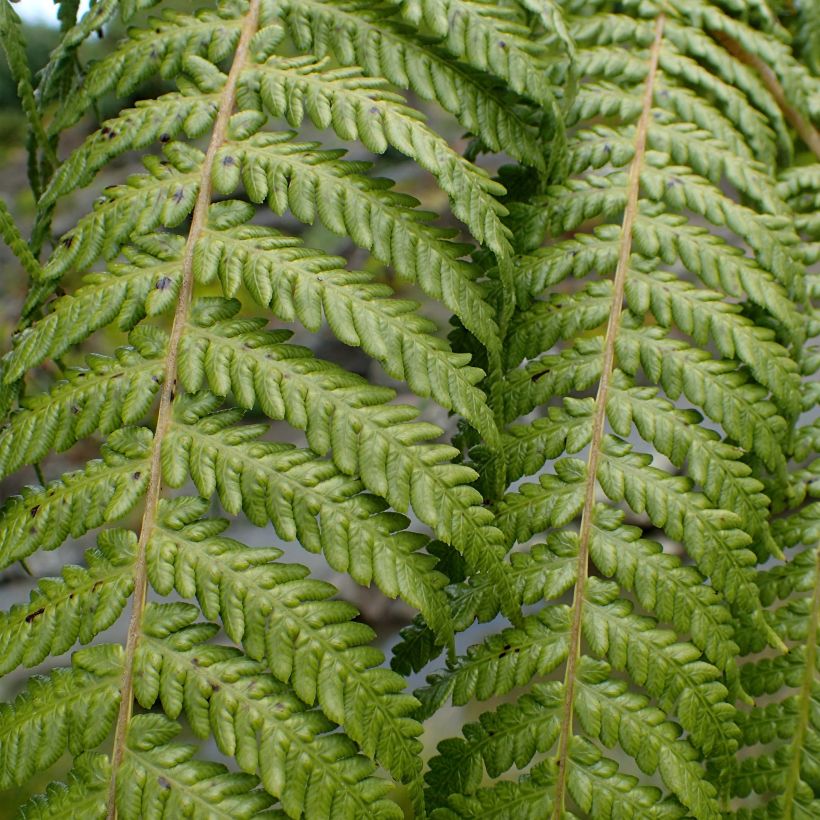 Cyathea medullaris - Felce nera (Fogliame)