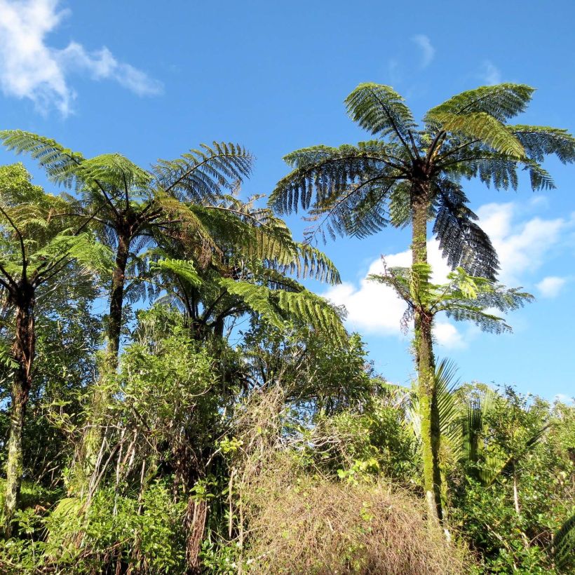 Cyathea medullaris - Felce nera (Porto)