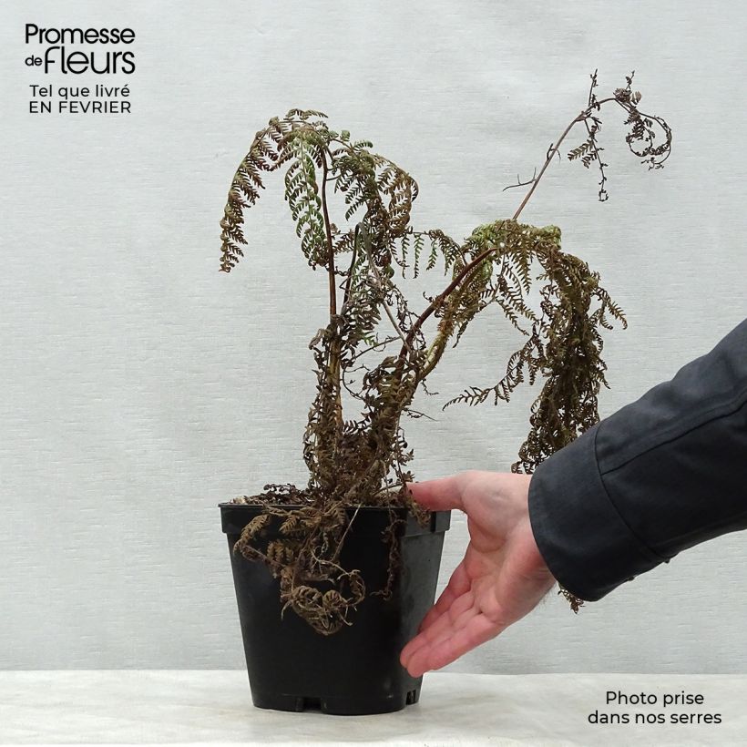 Cyathea medullaris - Fougère arborescente Pot de 2L/3L esemplare consegnato in inverno