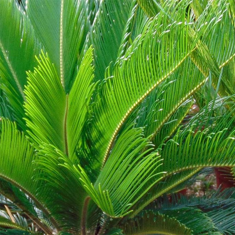 Cycas revoluta - Cycas del Giappone (Fogliame)