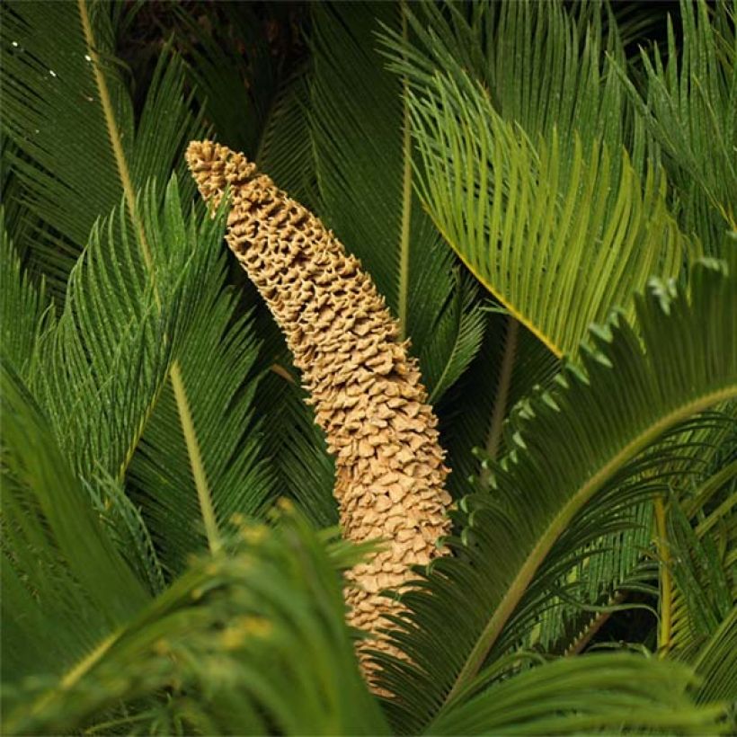 Cycas revoluta - Cycas del Giappone (Fioritura)