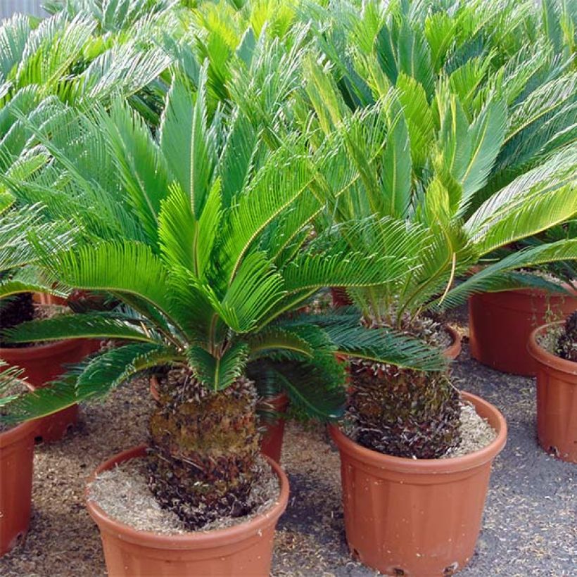 Cycas revoluta - Cycas del Giappone (Porto)