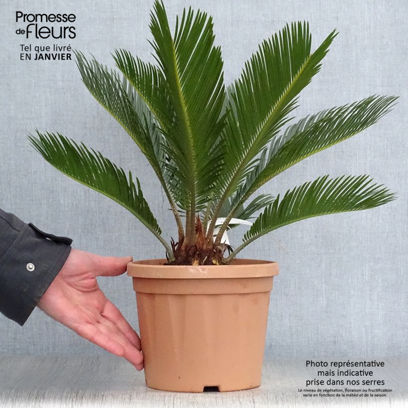 Cycas revoluta - Cycas du Japon pot de 3L/4L esemplare consegnato in inverno